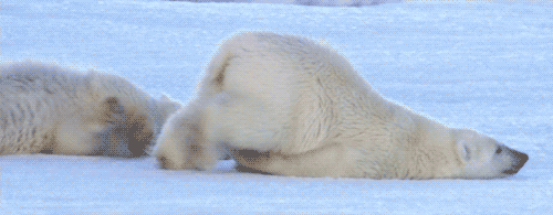 two bears resting together on the snow