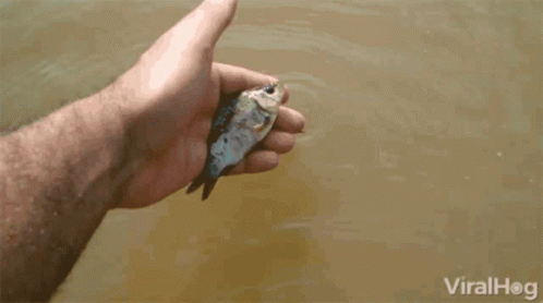 a close up of a person holding a small fish