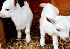 two baby lambs standing in straw in an enclosed pen
