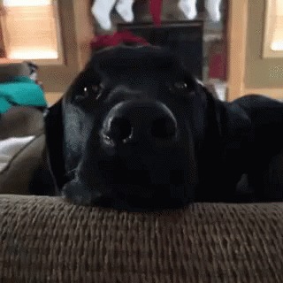 a dog looking at the camera while sitting on a couch