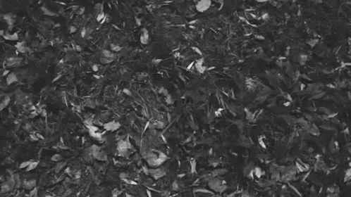 black and white pograph of leaves on grass
