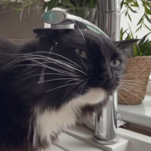 a cat sits in a faucet with its head hanging down