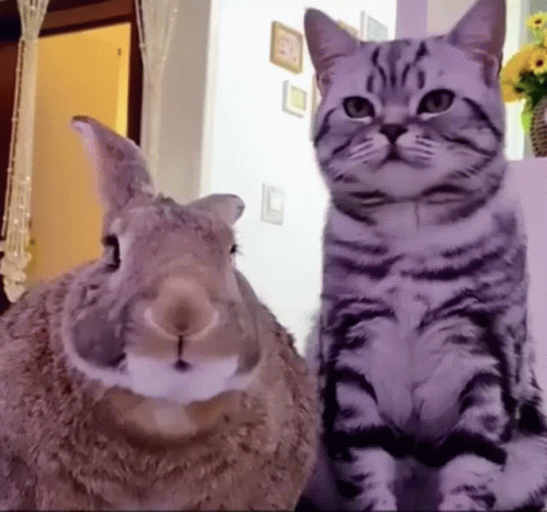 a cat that has its head next to a rabbit