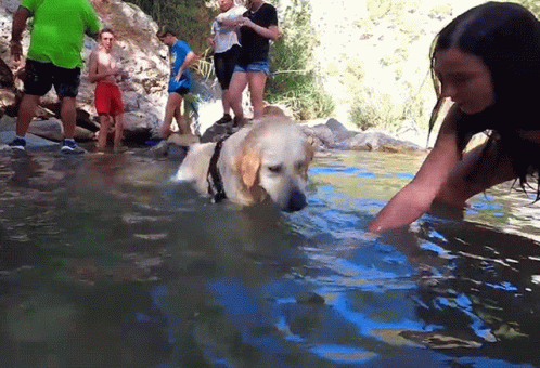 the girl is touching the water for the dog