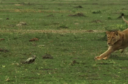 an animal running across a grass field with birds around