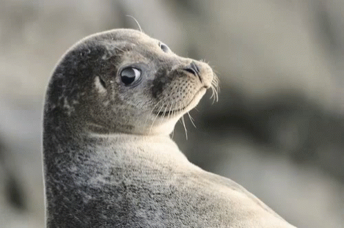 seal animal with a big pointy eye stares into the distance