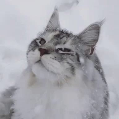 an up close po of a cat with snow