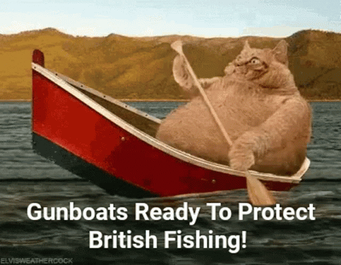 a cat is rowing a boat in the water