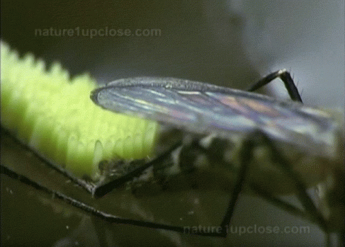 a very close up of a green insect on a leaf