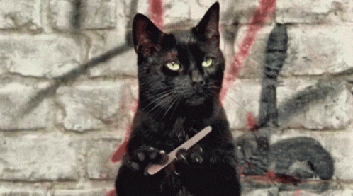 a black cat sitting next to a knife and a brick wall