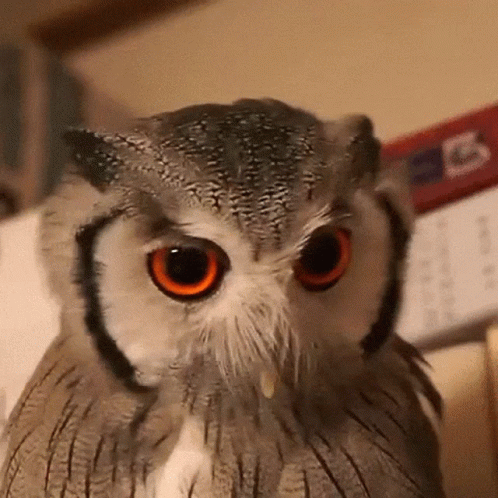 an owl with a hat on is staring