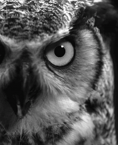 an image of an owl looking directly at the camera