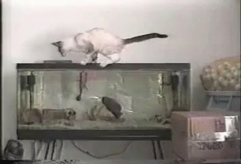 a fish in a glass case is running towards it