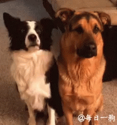 two dogs standing next to each other in front of a sofa