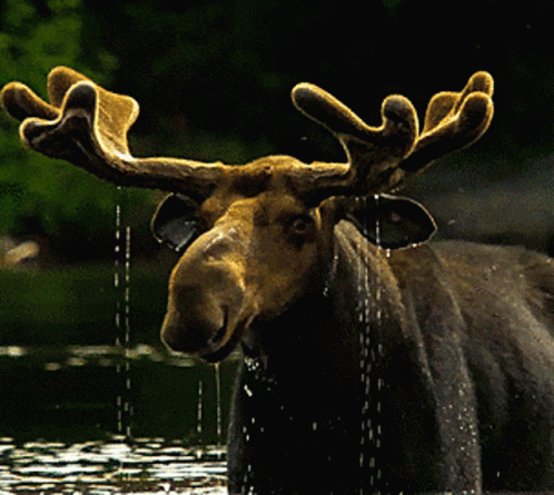 the moose looks on as it drinks from a stream