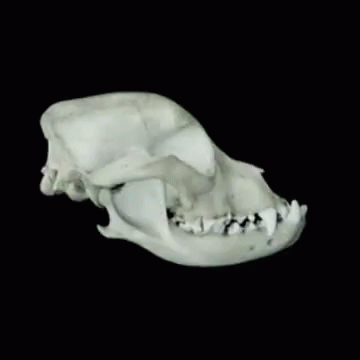 a skull with big teeth standing against a black backdrop