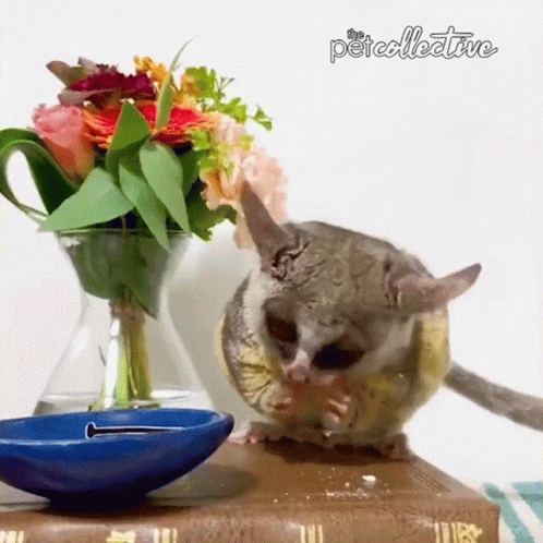 the cat sits in front of the vase and the flower