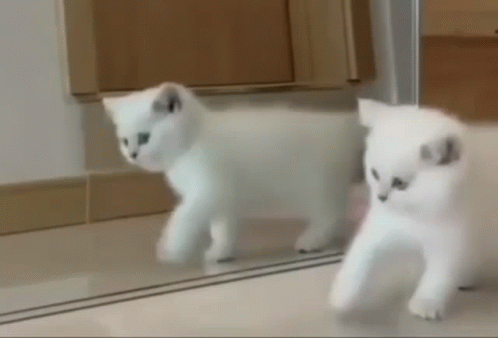 two kittens are walking around in front of a mirror