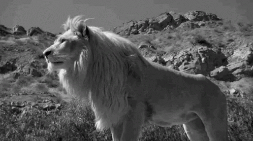 a black and white po of a lion