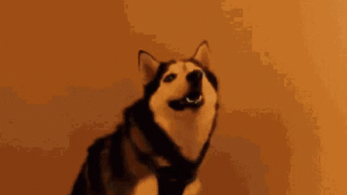 an animated image of a husky dog, possibly a dog or animal