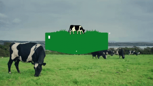 the cows are eating grass in the field