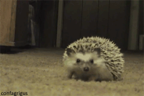 a hedgehog sitting on top of a floor in the middle of a room