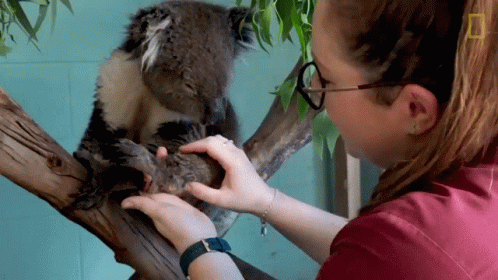 a koala bear is being pet by a woman