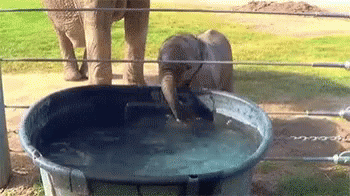 two baby elephants are playing in a small tank