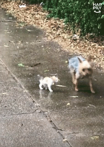 two kittens walk past a muddy sidewalk and another cat