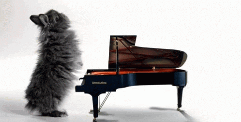 the cat is standing in front of a piano