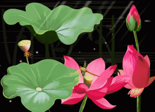 water lillies and leaves drawn in color on a black background