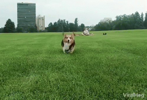 a dog running on top of a green grass covered field