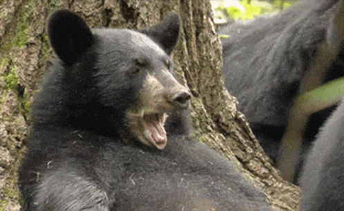 a brown bear with its mouth open next to a tree
