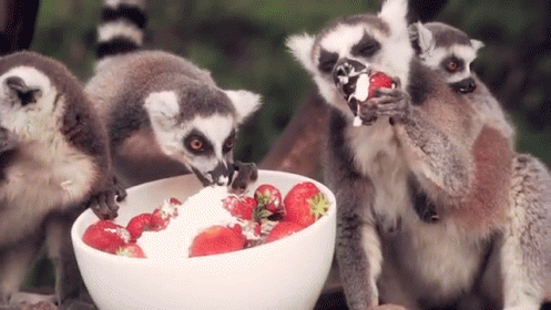 three baby lemurs eating food from a bowl