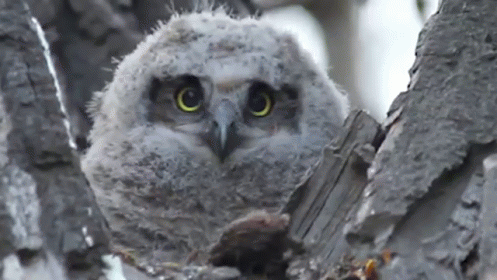 a big gray owl is sitting in a tree