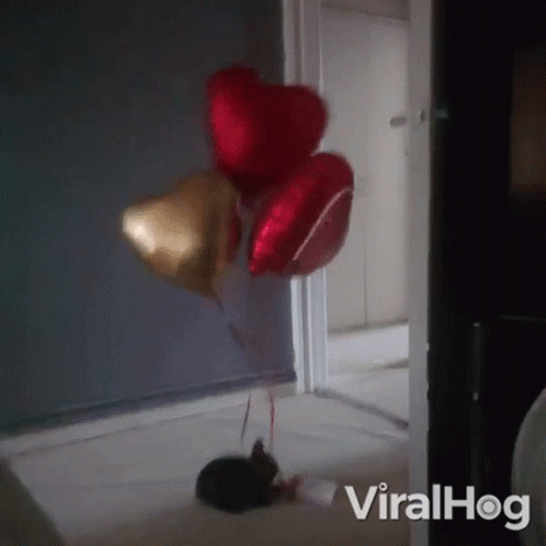 a black cat under three balloons on the floor