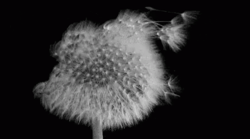 black and white po of a flower with large petals