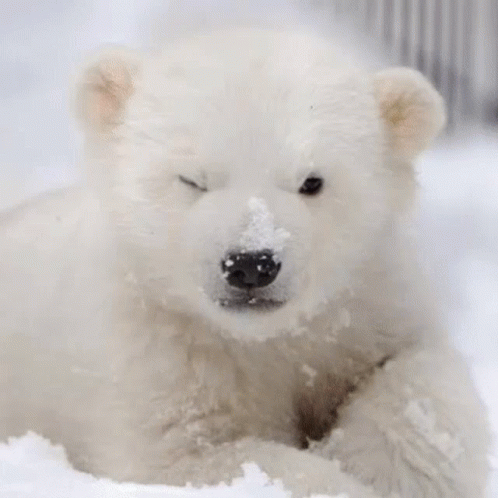 a white polar bear is laying down in the snow
