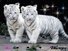two white tiger cubs running next to each other