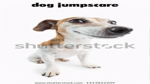 a dog looks up in front of a white background