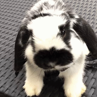 a small black and white rabbit on some wicker