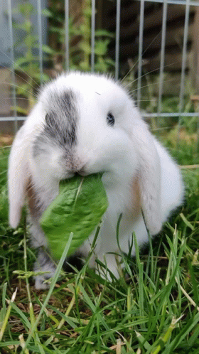 a rabbit holding onto a large green leaf
