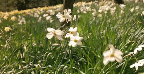 small white flowers grow in the grass