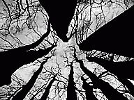 an abstract black and white image of trees