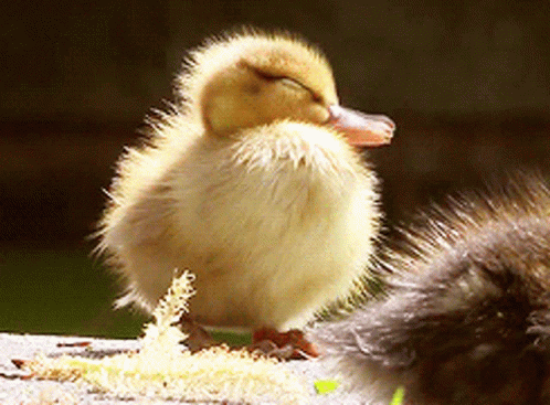 the small duck is standing alone by the fur