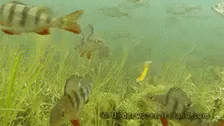 several fish swimming near plants and grass