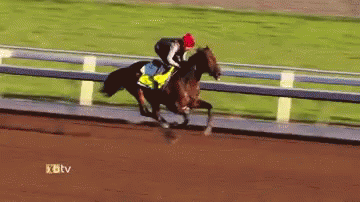 a horse and jockey on the track racing