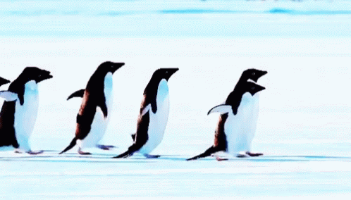 several penguins walking along in the sand of a beach