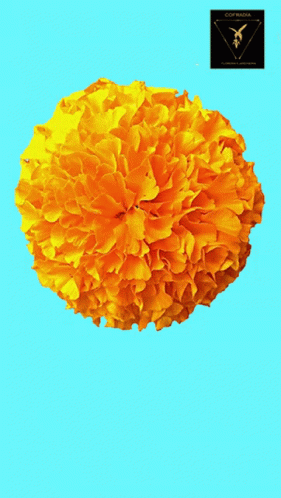 an unusual light blue fluffy flower is in front of a yellow background