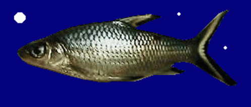 a fish in red is depicted on a red background
